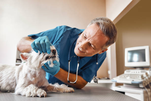 Best Emergency Dental Surgery in West Wood, UT